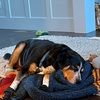 pupdog2005